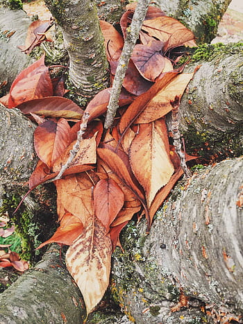 tree trunks, leaves, forest, woods, nature, bark