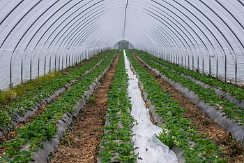 wall tunnel, slide tunnel, strawberries, strawberry breeding, cultivation, protected, agriculture, strawberry cultivation, forcing, fruit growing, strawberry culture