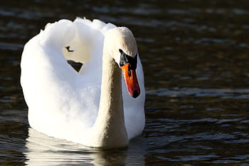 bird, waters, swan, animal world, duck, nature, lake, water bird, poultry, reflection, animal