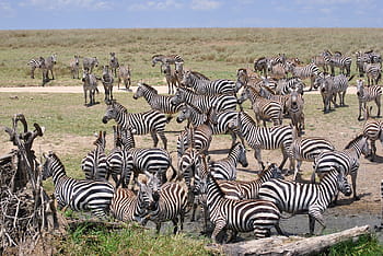 Αφρική, Τανζανία, ΕΘΝΙΚΟ ΠΑΡΚΟ, σαφάρι, serengeti, ζέβρα, σμήνος