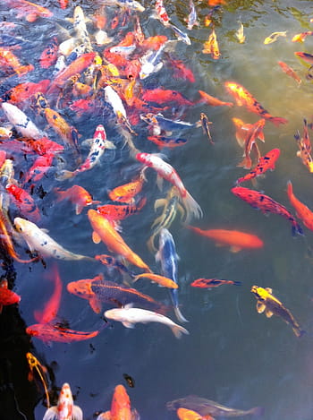 school, koi fish, Goldfish, Koi, Fish, Orange, Pond, Water, koi, fish, animal, nature