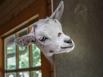 barn ged hoved, dør, ged, Zoo, dyr, horn, ungt dyr, barn, dyr verden, petting zoo, gedebarn