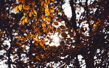 tree, leaves, plants, nature, sunlight, sunshine, sunny, autumn, fall