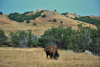 buvol, bizona, badlands, Jižní Dakota, divoký, zvíře, savec, park, národní park, Středozápad, krajina