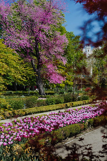 botani, taman, jardin nyata, musim semi, alam, Eropa, perjalanan, Nyata, Jardin, Botanico, Madrid
