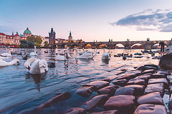 Hermosa, hermosa puesta de sol, Sunset Panorama, cisnes, puente de Carlos, Praga, animales, arquitectura, otoño, puente, edificios