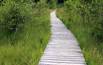 rovný, vedle, zelená, tráva, dřevěný, dráha, pryč, cesta, stezka, prkna, dřevěná dráha
