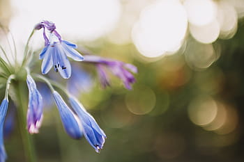 fiore blu petalo, blu, petalo, fiore, bokeh, pianta, viola, natura, fragilità, bellezza nella natura, freschezza