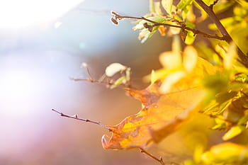 カラフルな紅葉、 カラフル、 秋の紅葉、 抽象、 秋、 葉、 自然、 木、 枝、 季節、 屋外