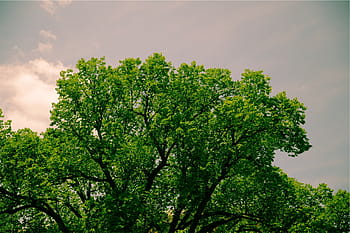zelená, stromy, Šedá, nebe, bujný, list, strom, listy, Příroda, zelená barva, den