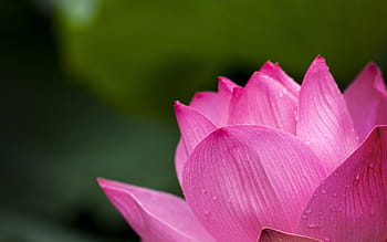 detailní fotografie, růžový, lotosový květ, lotus, Příroda, květiny, leknín, lotosový leknín, rostlina, list, okvětní lístek