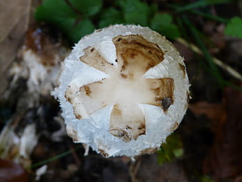 schopf, houby, víčko, comatus, schopf comatus, čepice, shora, stupnice, coprinus comatus, chřest houba, porcelánový komatus