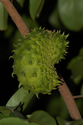 soursop, fruit, edible