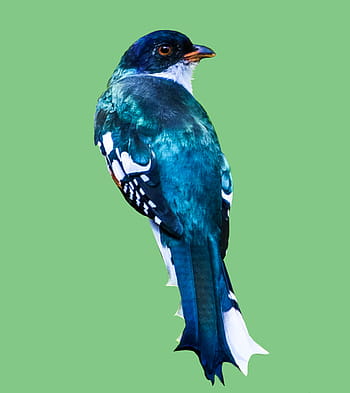 Cuba, Matanzas, cienaga de zapata, Tocororo, endemico, birdwatching, natura, animale
