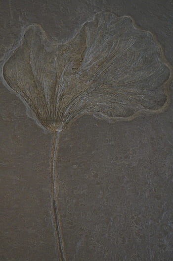 crinoid, fosilní, zkamenělý, zkamenění, kámen, pravěku, zkameněliny, fosilní bestie, starověké, fond, muzeum