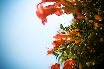 ヴェネツィアの花、 ヴェネツィア、 花、 エキゾチックな庭園、 自然、 赤、 木、 枝、 クリスマス、 クローズアップ、 葉