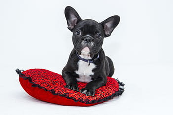 black, white, french, bulldog, puppy, dog, pet, sweet, pets, animal, cute