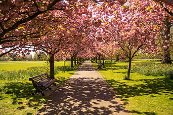 茶色、 木製、 ベンチ、 ピンク、 桜、 花、 木、 木製ベンチ、 公園、 ロンドン、 イギリス