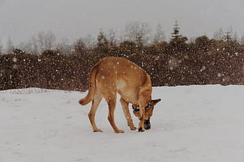dospělý mahagon belgický malinois, chůze, sněhové pole, rostlina, během dne, Příroda, krajina, zvíře, Pes, sníh, zimní