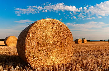 건초 더미, 짚 bales, 그루터기, 농업, 여름, 빨대, 수확 한, 구름, 짚 임대, 곤포, 들