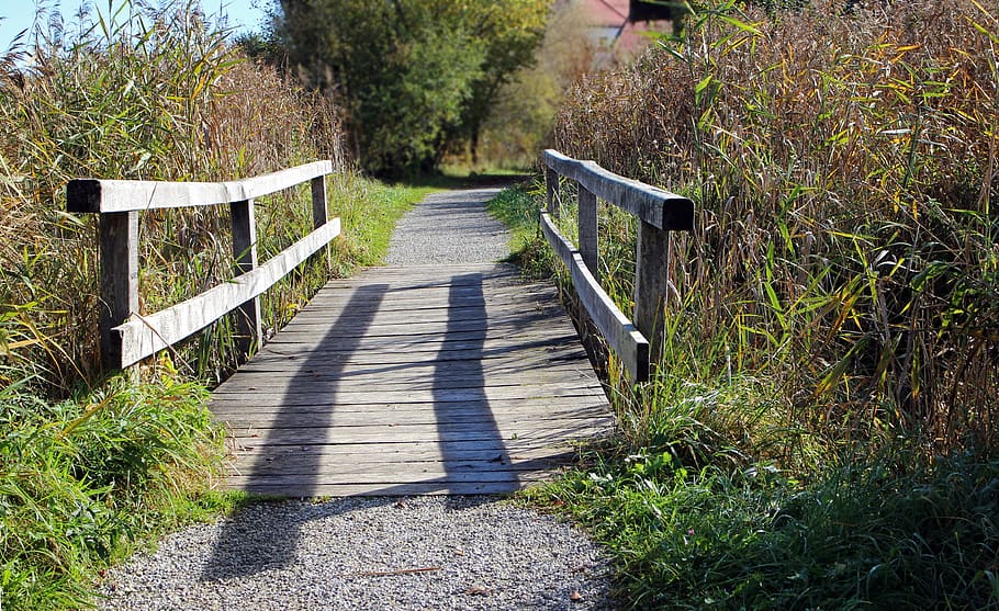 web, bridge, wood, water, transition, nature, boardwalk, wooden bridge, crossing, wood planks, wooden boards