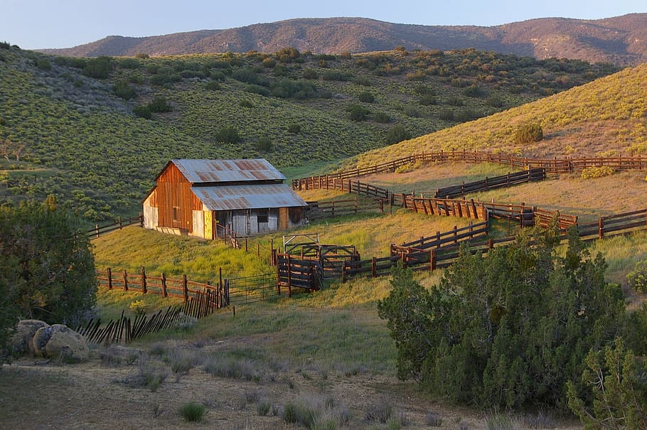 Barn, Cows, Ranch, Wood, Country, vintage, agriculture, open range, landscape, building, countryside