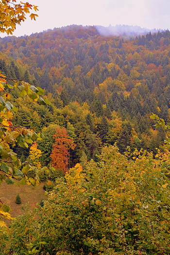 foresta, montagna, distesa, il percorso europeo, e5, Lessinia, Italia
