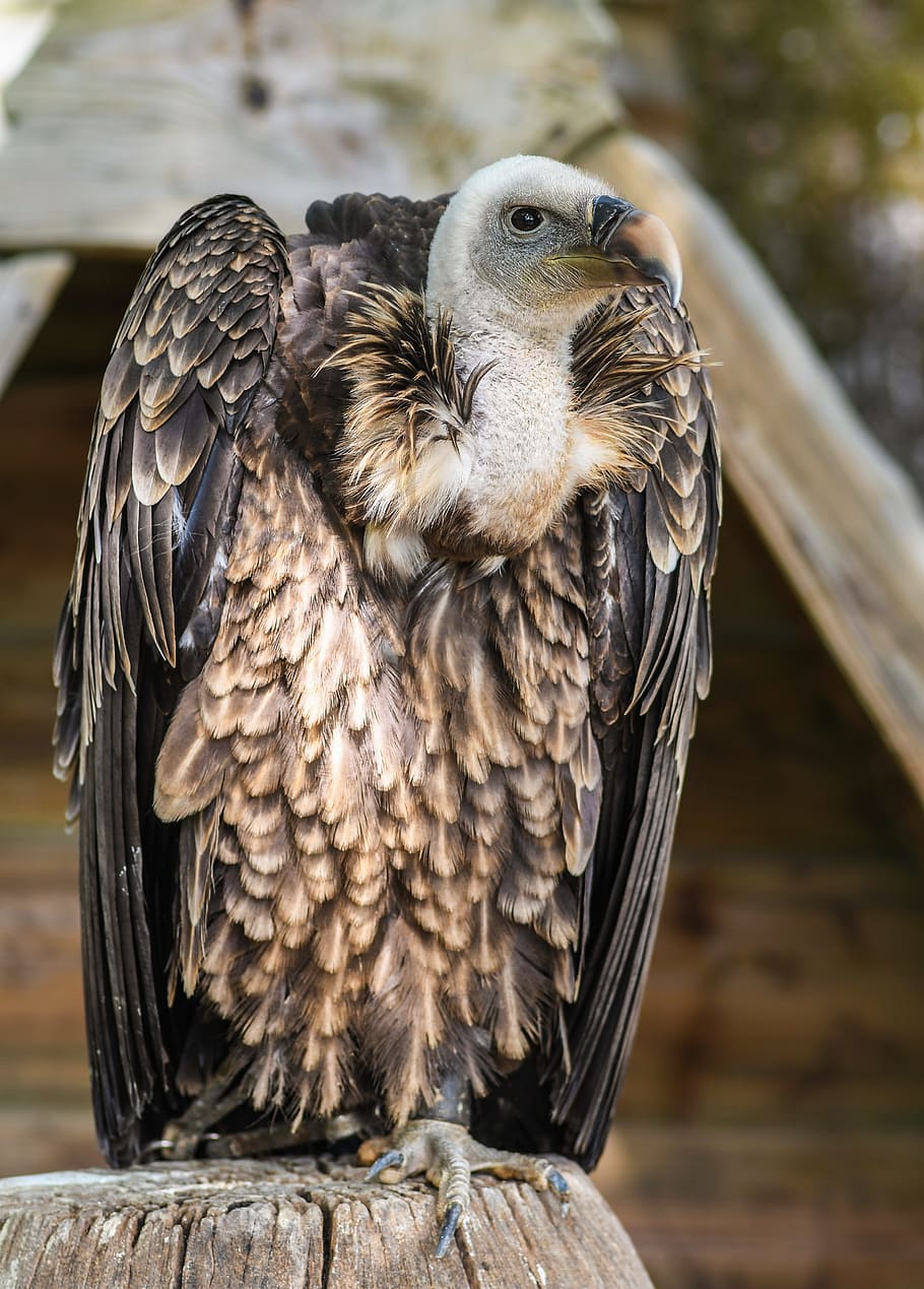selektivní, zaměření fotografie, sup sup, sedění, hnědý, strom log, sup, tawny, raptor, pták, mrchožrout
