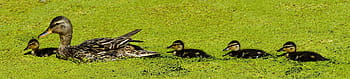 brown, duck, four, black, ducklings, green, leafed, plant, mama, chicks, sweet