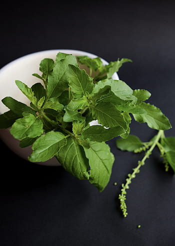thai, holy basil, herb, tulsi, ayurveda, plant, herbal, organic, natural, green, health