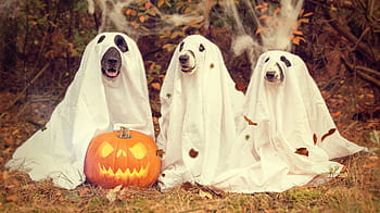 oranžový, Haloweenská dýně, tři, psů, kostým duchů, předvečer Všech svatých, dýně, tykev, strašidelný, dýně podzim, podzimní čas