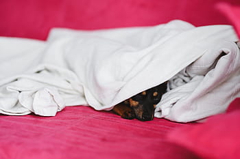 かわいい、 子犬、 ピンク、 ベッド、 犬、 ペット、 動物、 睡眠、 愛らしい、 小型犬、 ピンクのベッド