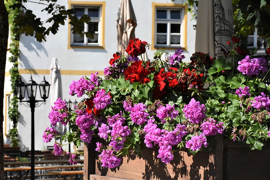geranium, pelargoniums, floral decorations, colorful, flora, beer garden, bavaria, cozy, sit, restaurant, gastronomy