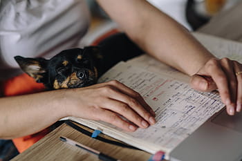 trabajando, computadora portátil, perro, mujer, adulto, hembra, niña, oficina, espacio de trabajo, lugar de trabajo, computadora