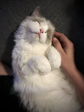 kočka, ležící, šedá, textil, ragdoll, zvíře, kotě, modrý, oči, domácí zvíře, rozkošný