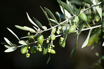 olive, Ulivo, ramo d'olivo, olive verdi, ramo, verde, pianta, le foglie, natura, oliva, albero