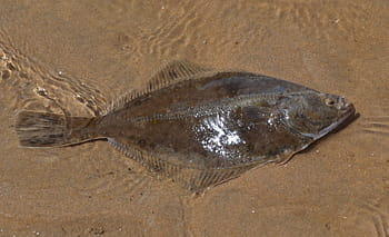 fish, water, animal, sea, nature, lake, plaice