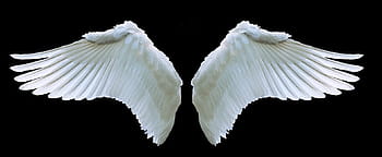 dvě bílá křídla, křídlo, anděl, labuť, bílý, houpačka, Pírko, symbol, létat