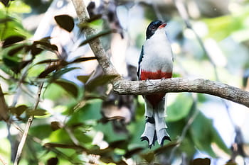 Cuba, Matanzas, cienaga de zapata, uccello, Tocororo, endemico, natura, albero, all'aperto, birdwatching