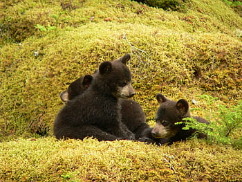 three, black, bear, cubs, black bears, playing, outdoors, wildlife, fur, wild, babies