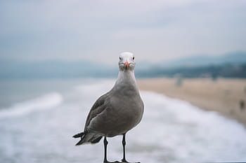 avvicinamento, fotografia, grigio, Piccione, gabbiano, uccello, in piedi, accanto, riva del mare, giorno, animale