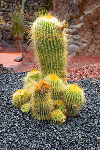jardin de cactus, kaktusz, lanzarote, Spanyolország, afrikai látnivalók, Guatiza, láva, szikla, természet, növény, cactaceae