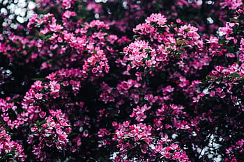 encantador, rosa, flores, floreciente, ramas de los árboles, árbol, ramas, espacio de la copia, primavera, flor, naturaleza