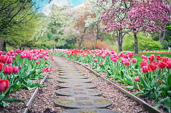 desire road, pink, tulip flower field, pathway, path, pink tulips, tulips, spring, springtime, landscape, garden