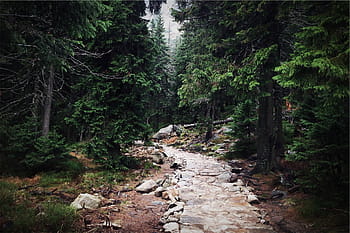 beton, cesta, střední, lesních stromů, les, způsob, stezka, Příroda, strom, dobrodružství, nikdo