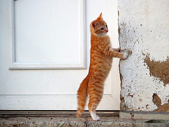 portocale, tabinet, pisică, permanent, lângă, alb, de lemn, uşă, portocaliu, tabby cat, pisoi