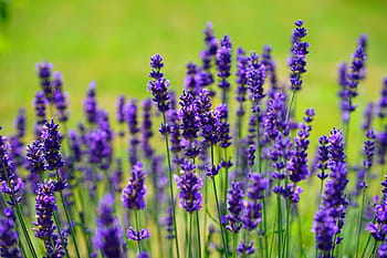 mělký, zaostřovací fotografie, nachový, levandule, květiny, divoká rostlina, wildblue, levandulové květy, pravá levandule, levandule úzký list, květenství