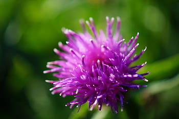 fotografia di bokeh, viola, fiore, petalo, fioritura, giardino, pianta, natura, autunno, verde, fragilità