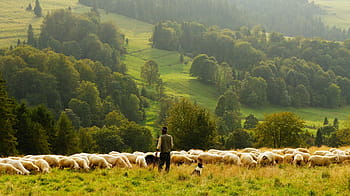 osoba, stojící, stádo, ovce, zemědělec, pastýř, zemědělství, hospodářských zvířat, jehněčí, tráva, pastvy