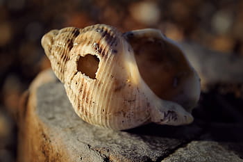 conch on rock, white, brown, shell, seashells, nature, close-up, one animal, animal themes, animal wildlife, day